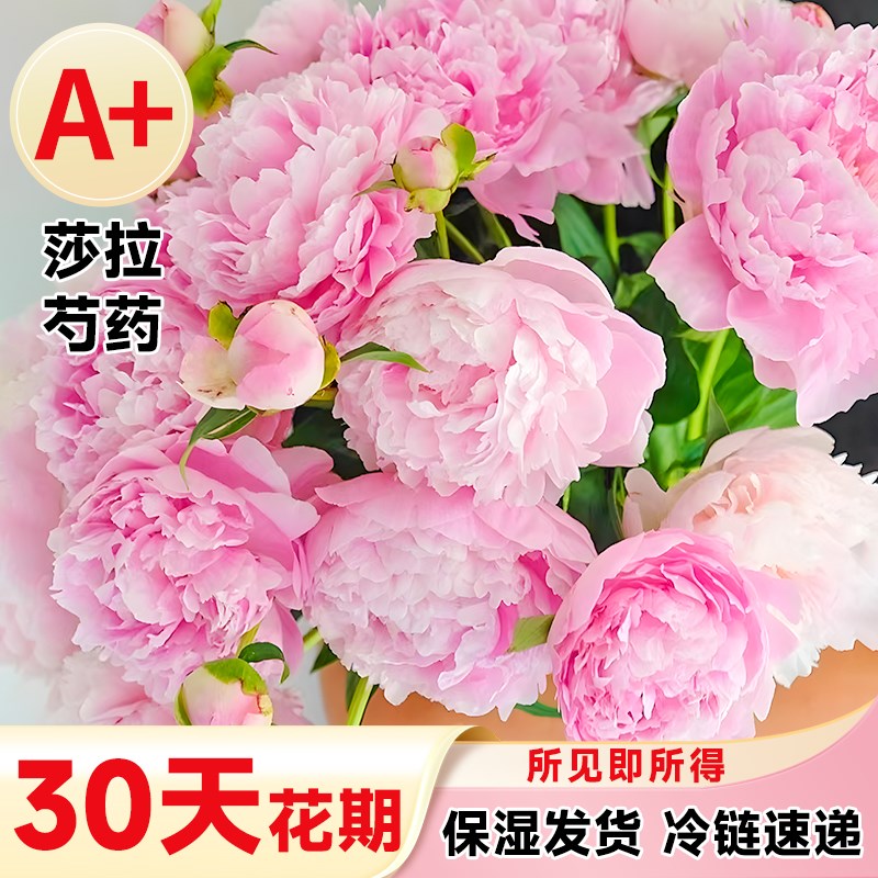 进口莎拉芍药鲜花云南基地直发鲜切花束重瓣沙拉牡丹室内花卉植物