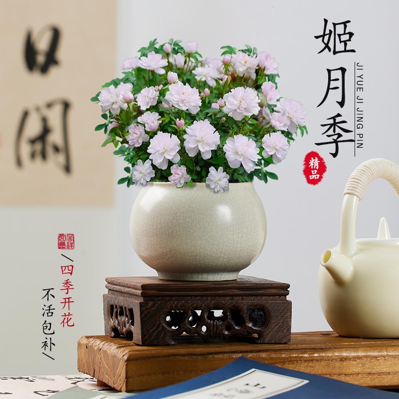 日本姬月季蔷薇玫瑰迷你姬乙女微型植物盆景桌面绿植盆栽四季开花