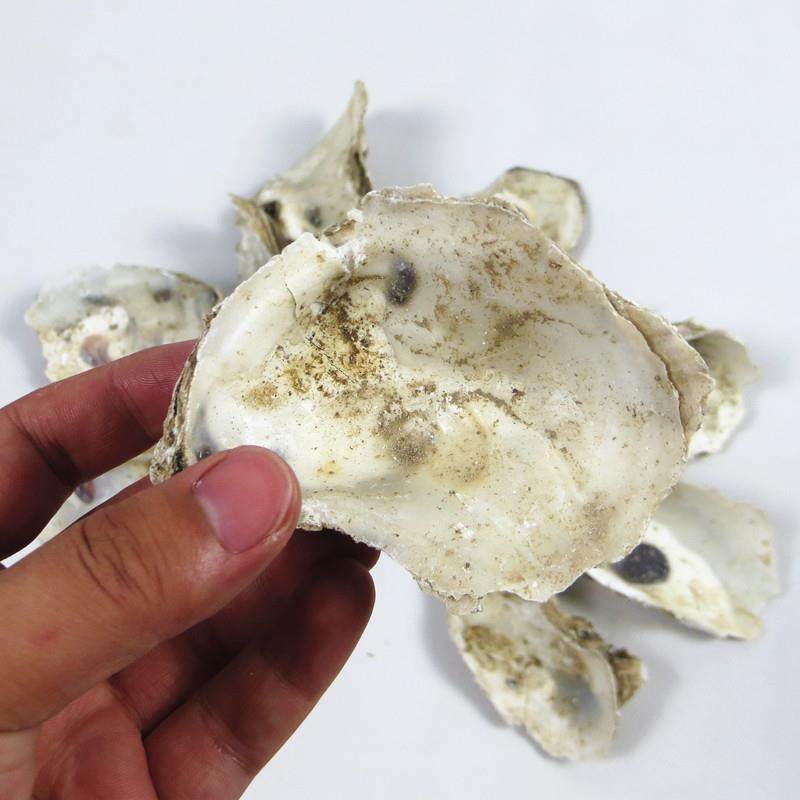 天然蚝壳牡蛎壳鲤鱼池鱼专用滤材蚝壳锦过滤增材料稳定PH缸值加钙,宠物/宠物食品及用品,过滤设备,淘宝优惠券,粉丝福利购,淘宝优惠卷