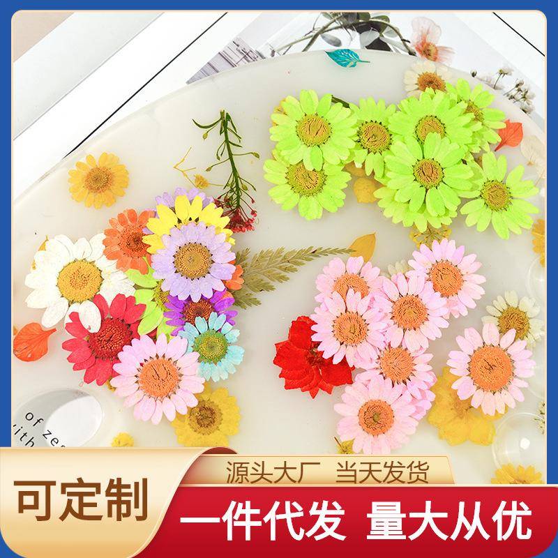 晶菊滴胶填充物手镯宝石吊坠压押花干花素材染色太阳花小雏菊