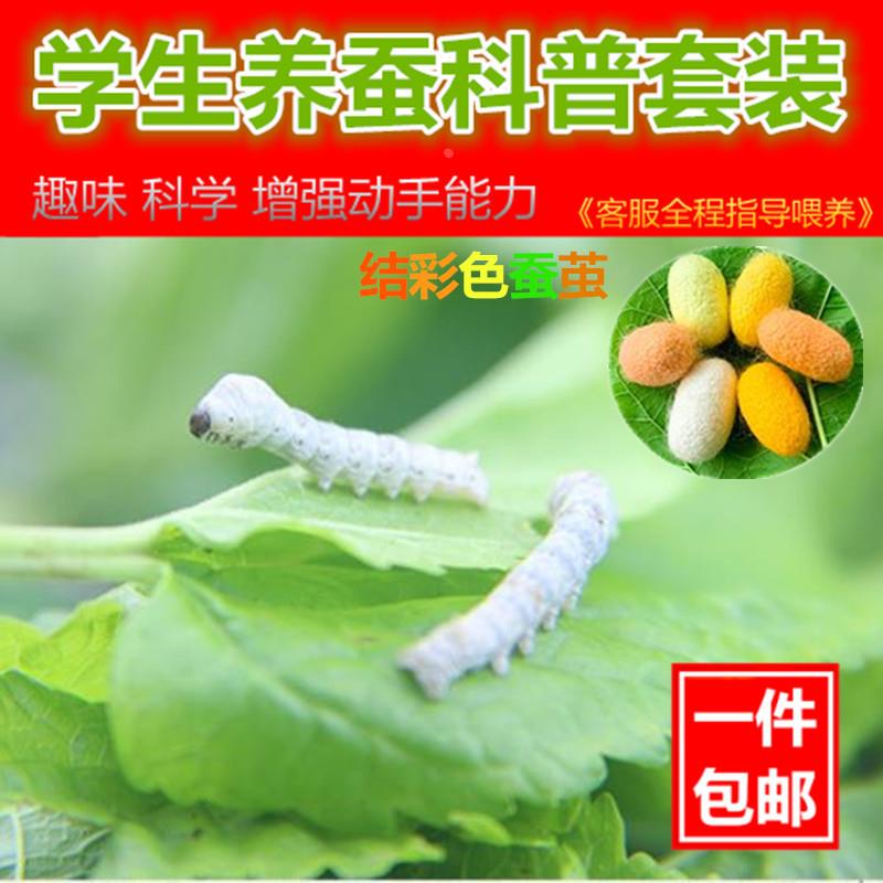 温度计 新鲜桑叶蚕宝宝 蚕卵蚕种 小蚕 蚕子 送鹅毛 孵化盒