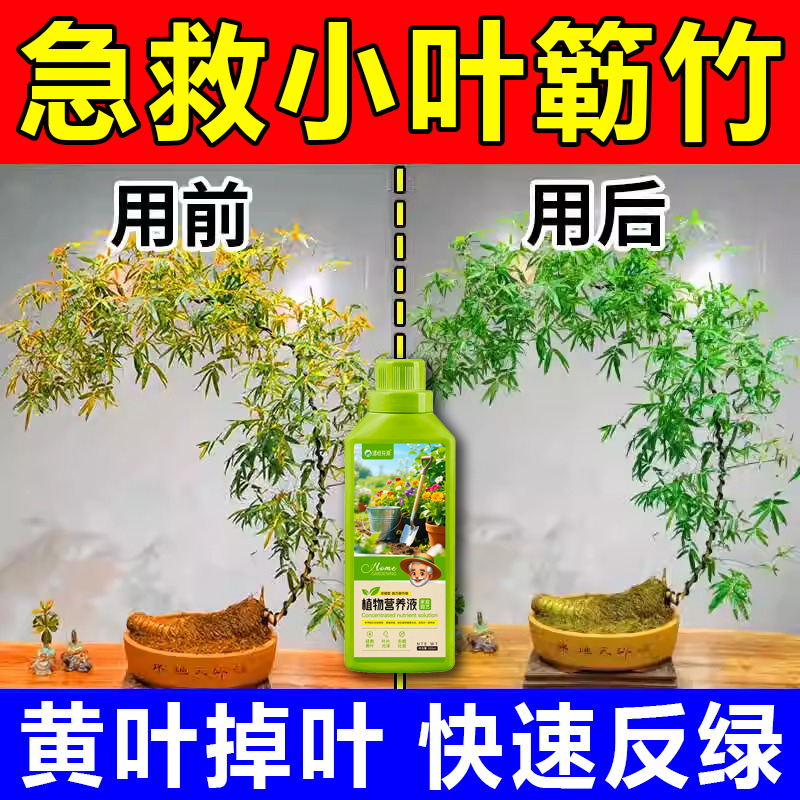 小叶簕竹专用肥丨800+人付款