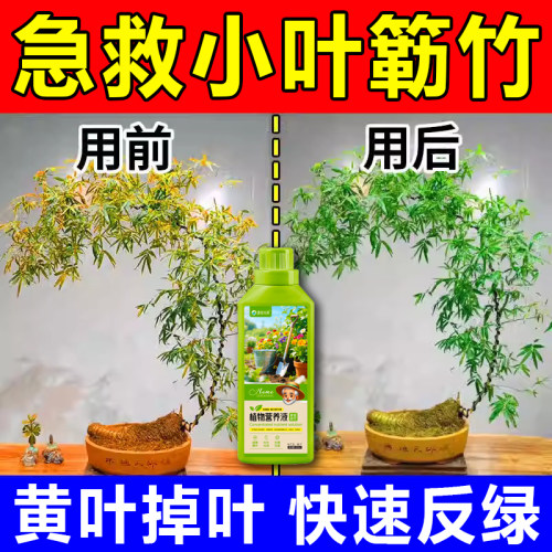 小叶簕竹专用肥丨800+人付款