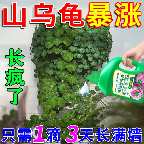 山乌龟营养液金不换地不容千金藤爆芽素家庭院室内盆景绿植物肥料