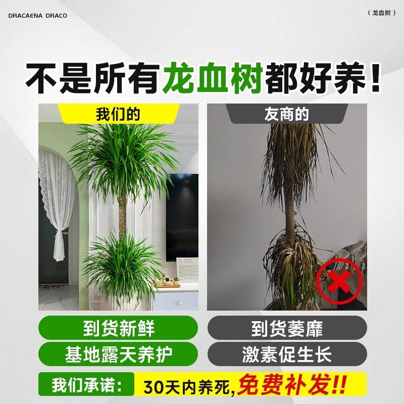 厅内绿植大感型龙血树室高级龙须树树苗多头老桩植物龙血树12大盆