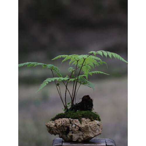 办野雅居 佛系小景 虹鳞DPX蕨山吸水石盆栽 成发品货茶室公摆件绿