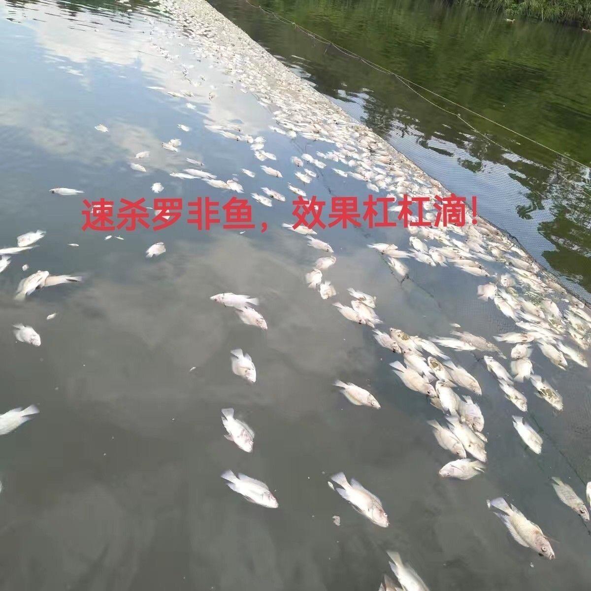 杀罗杀非鱼克星药杀灭非灵清专大小罗非鱼塘BHD水库杂鱼药灭钓场