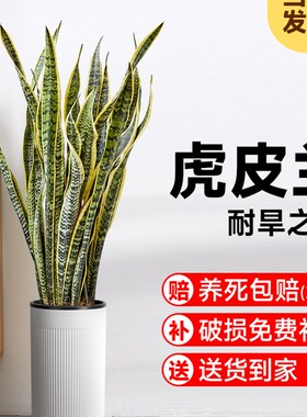 极速适合放卧室的绿植高脚虎皮兰盆栽金边叶大型室内客厅办公室吸