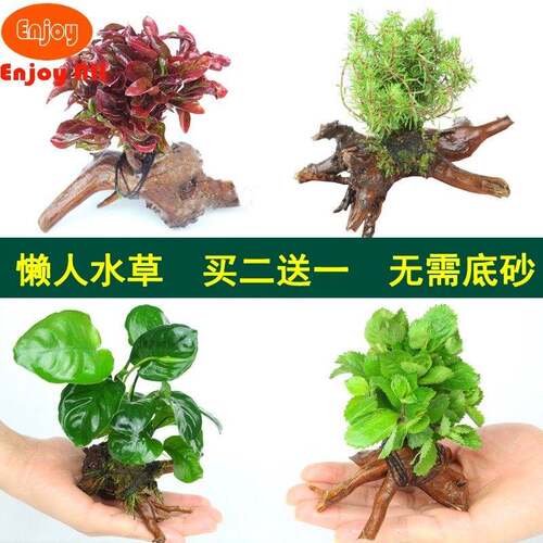 好货Aquarium grass landscape plant fish tank decorative gras