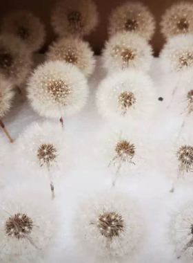 好货永生花蒲公英干花包保鲜花滴胶原材料包diy装饰花盒玻璃罩手