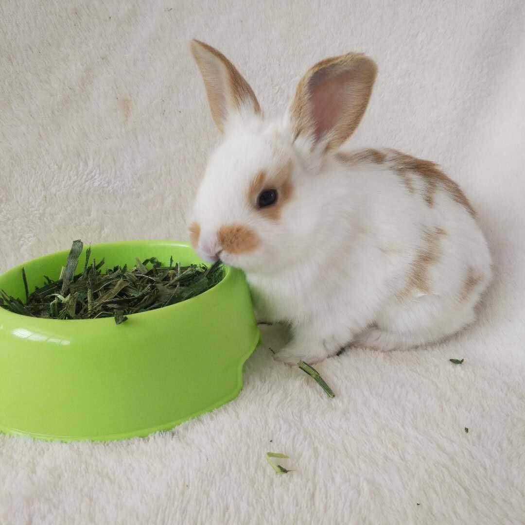 小兔子活体长不大垂耳兔迷你熊猫小型茶杯兔道奇兔宠物可爱小白兔