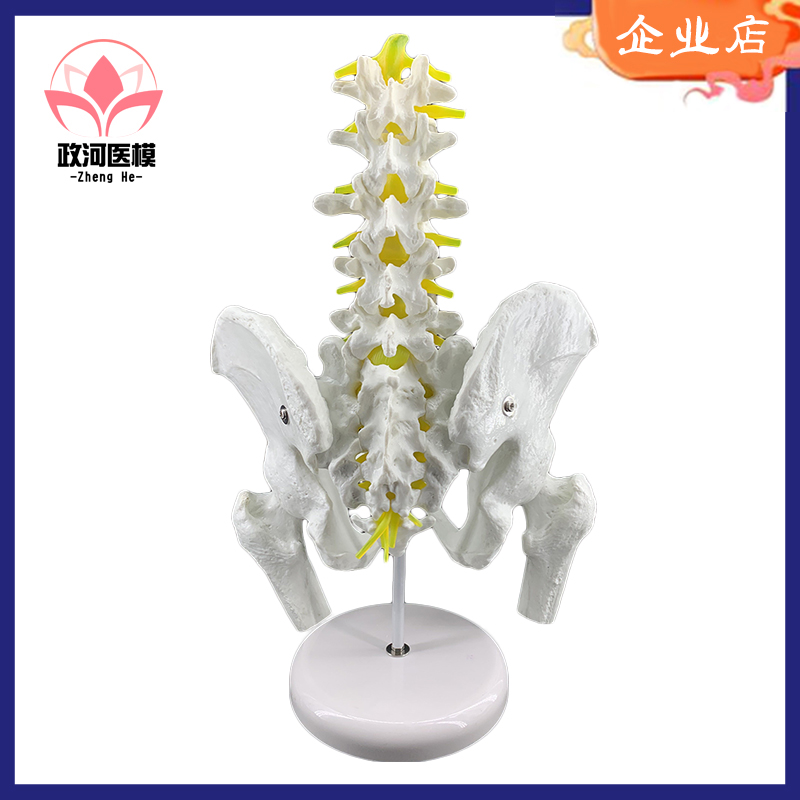 优质骨盆模型附五节腰椎股骨脊柱盆骨模型人体骨骼模型腰椎模具