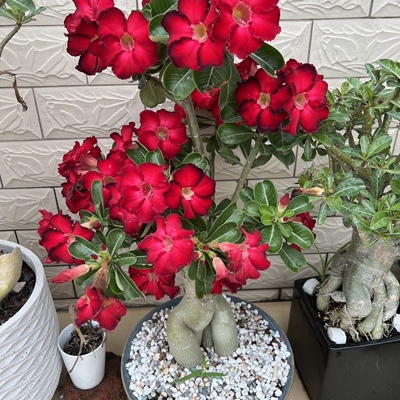 【两位数带走】沙漠玫瑰花开花庭院花园勤花多花
