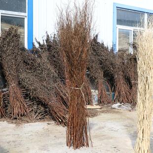 龙庆柳曲柳干枝干花树地枝婚拱门装饰客厅落BZS600玄干关隔断橱窗