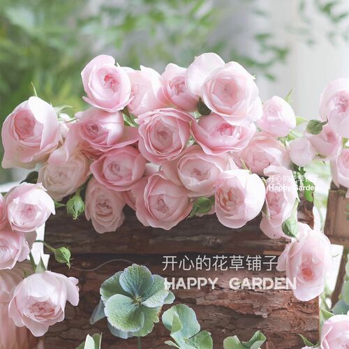 草莓杏仁饼d月季 草莓马卡龙 抗病 多年生 花枝长 可做切花 多年