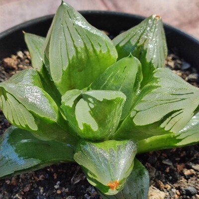 多肉植物十二卷冰城寿10厘w米实物拍照可选带盆土发货包邮韵达