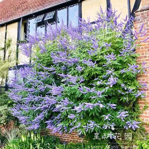 多年生耐寒d耐热灌木花卉穗花牡荆花苗树状薰衣草别墅庭院花境植