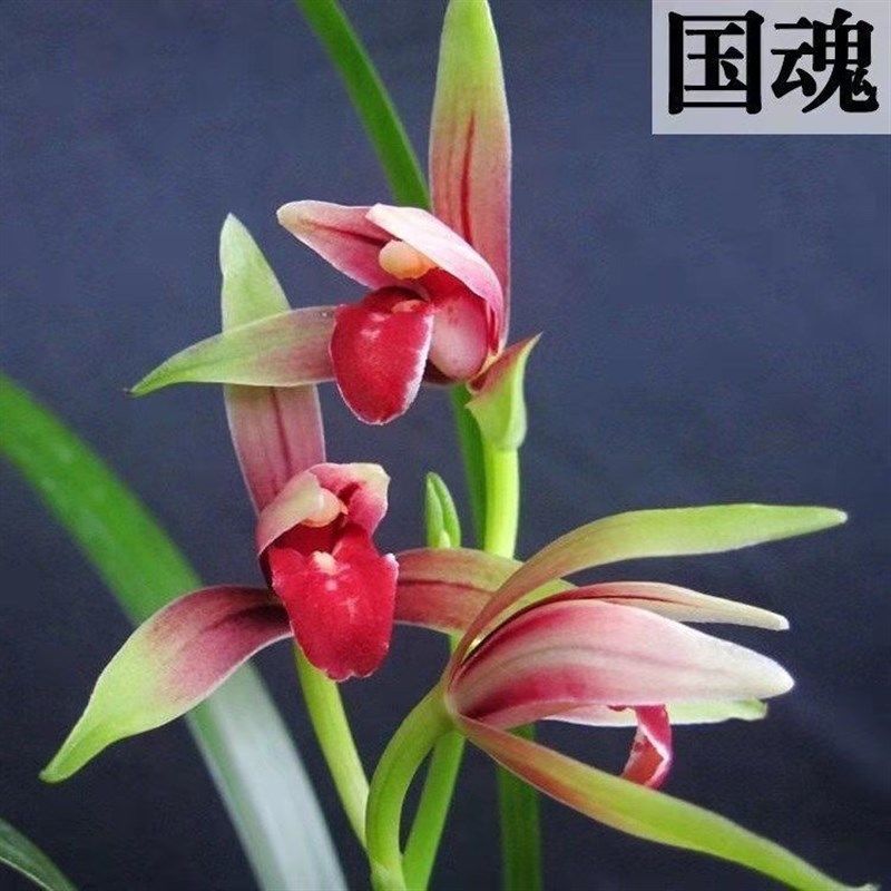 高档优质建兰大国魂兰花带花苞浓B香型室内阳台兰花盆栽绿植花卉
