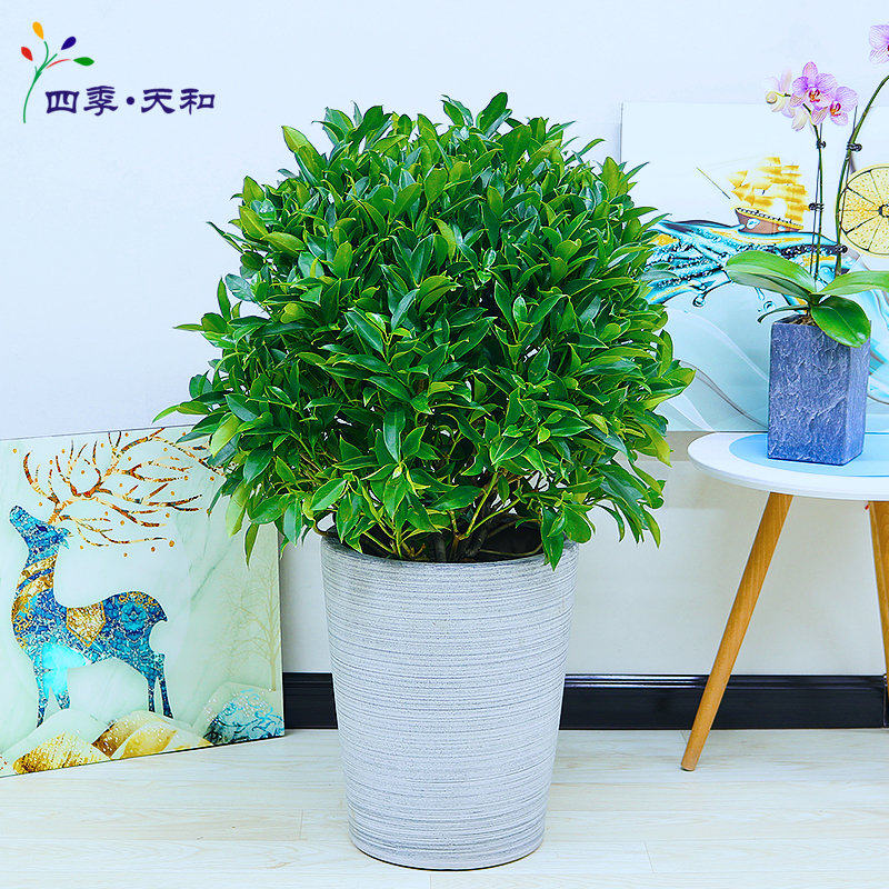 非洲茉莉观叶防h辐射阳台客厅植物空气净化办公室甲醛庭院大型绿,鲜花速递/花卉仿真/绿植园艺,大型绿植/成品组合盆栽,淘宝优惠券,粉丝福利购,淘宝优惠卷