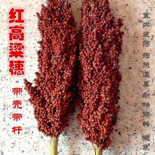 带壳高粱米 整株高粱带叶带杆带根1鸟粮鼠粮份斤结婚搬家红高粱穗