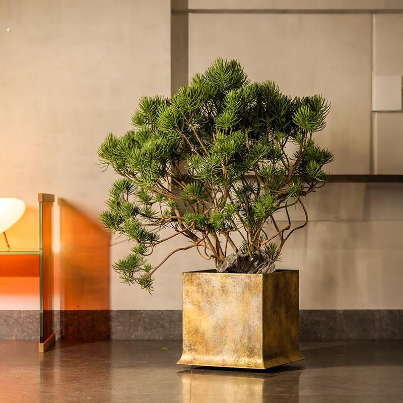 彷真绿色植物新中式松树盆景室内高端彷生植物假树落地盆栽装饰摆