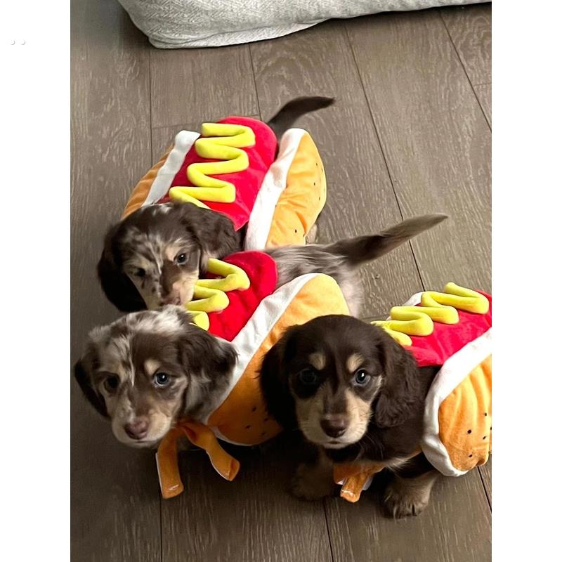 长毛腊肠狗乐趣热狗衣服秋冬把戏多端有趣的小狗宠物猫保暖衣服