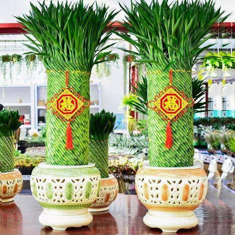 编织招财竹富贵竹水培植物盆栽客厅水养大型绿植室内四季常青乔迁