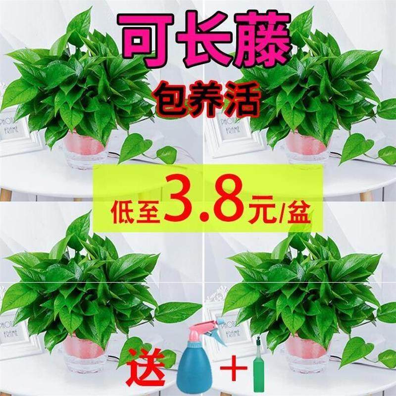 适合办公室放的盆栽放家里绿色植物桌子上客厅花卉园艺装修小盆栽