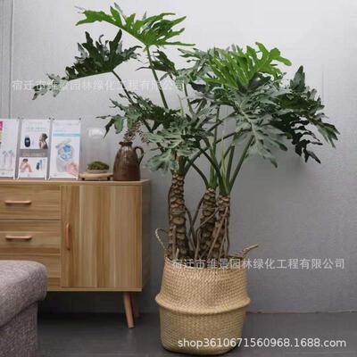 春羽大型盆栽植物龙鳞杆老桩水培室内小天使绿植喜阳室内观叶好养