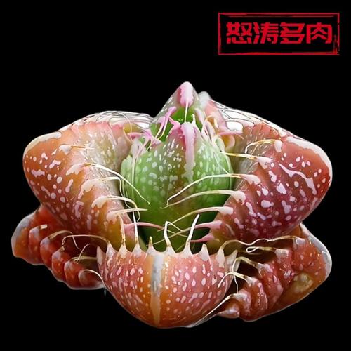 稀有品种怒涛新懒人多肉