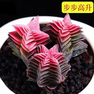 茜之塔锦多肉植物方塔多头群生盆栽室内办公室桌面摆件好养活