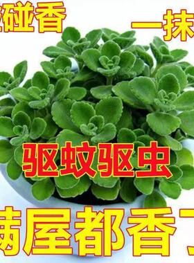 碰碰香一抹味盆栽浓香型