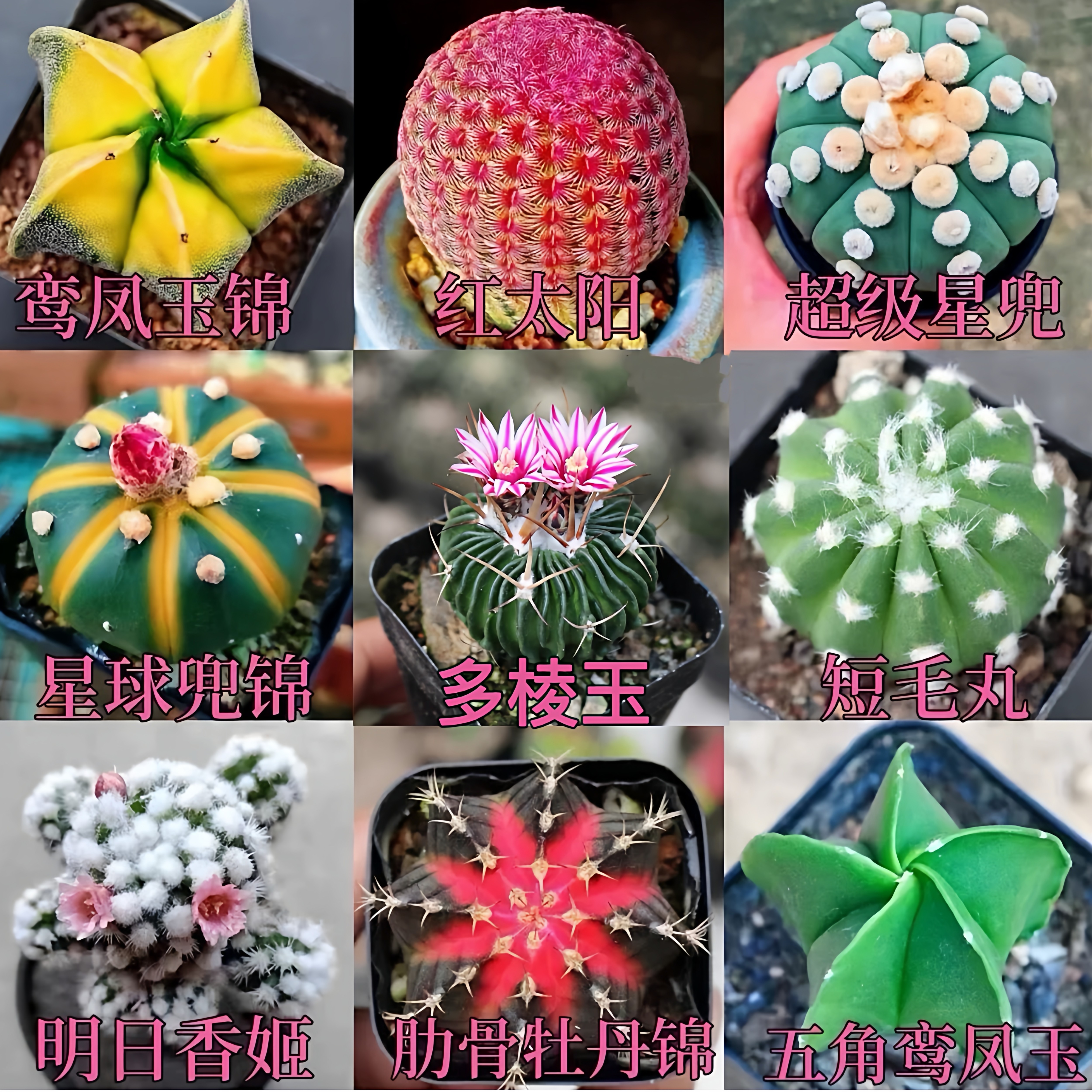 仙人球组合红太阳多棱玉肋骨牡丹多肉植物