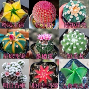 仙人球组合红太阳多棱玉肋骨牡丹锦实生开花仙人掌室内办公室盆栽