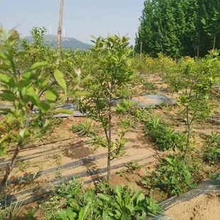 北美冬青公树苗当年开花耐热耐寒好养活盆栽地栽授粉花粉雄株