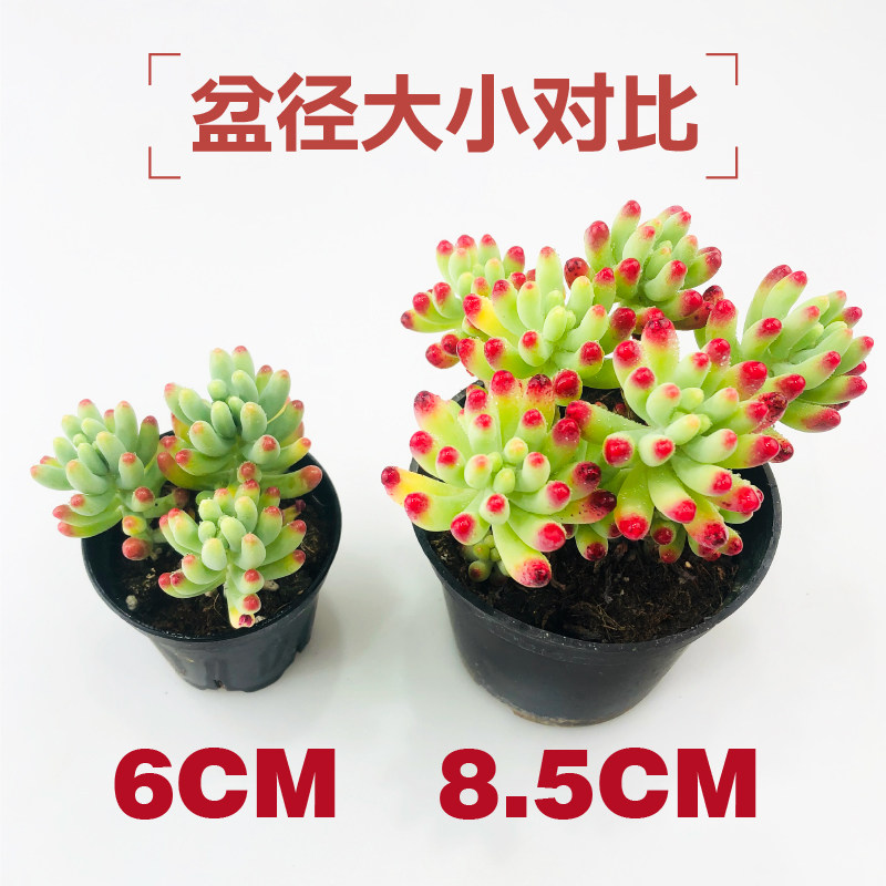 壹分皿 大盆多肉植物一整箱含盆带土新手餐盆栽肉肉植物