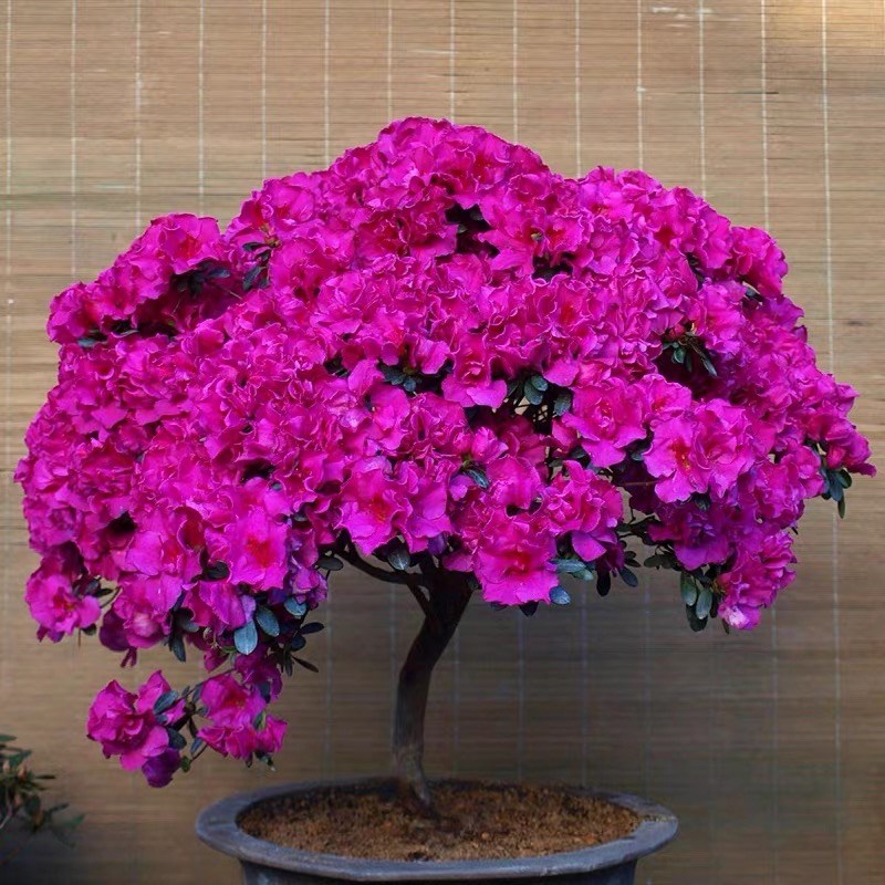 杜鹃花苗盆栽带花苞四季花断室内花卉绿植植物大棵养活阳台