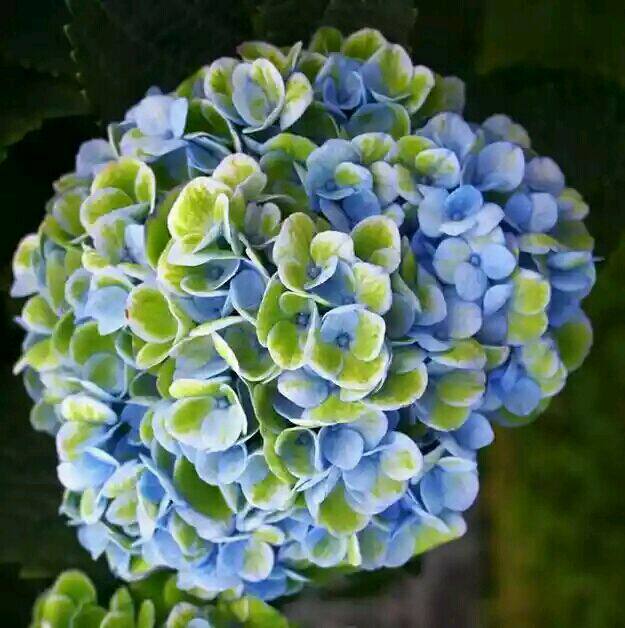 大花绣球ogr小苗自然原生长宝石含羞叶红美史人革红命夏洛特公主