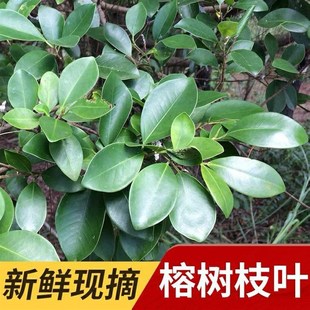 榕树枝叶500克新鲜现采中草药材细叶榕小叶榕药用榕树叶鲜品