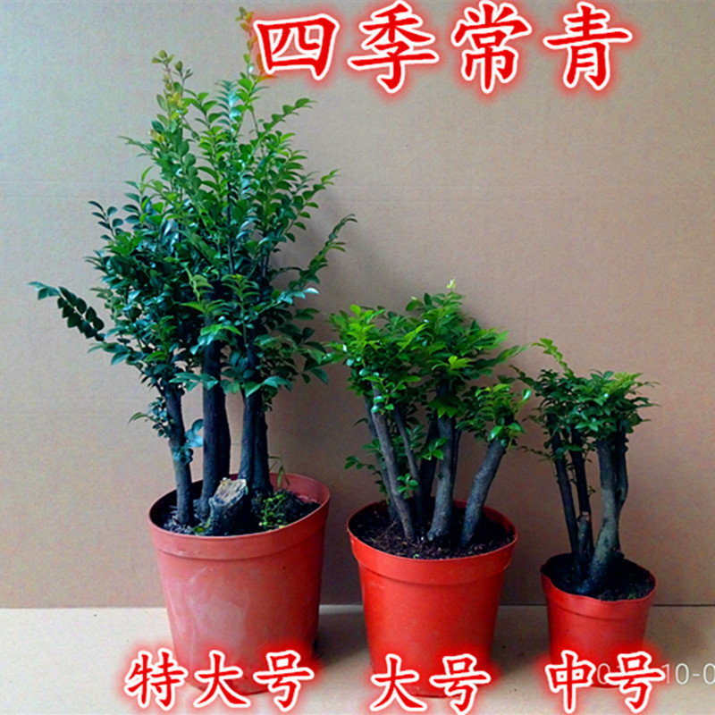 名贵黑骨茶黑檀木盆景树桩植物盆栽室内桌面绿植小叶檀香紫檀树