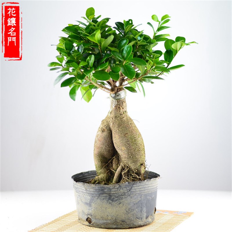 四季常青新款耐寒造型树桩盆景苗室内植物人参榕小叶榕树盆栽绿植