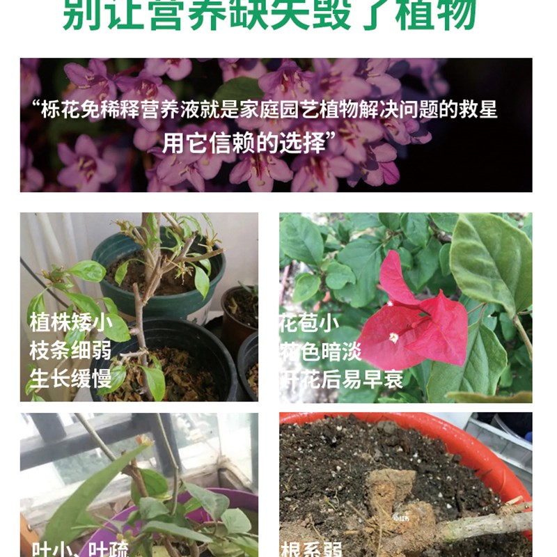 三角梅肥料专用肥料三角梅专用营养液催花植物盆栽颗粒缓释复合肥