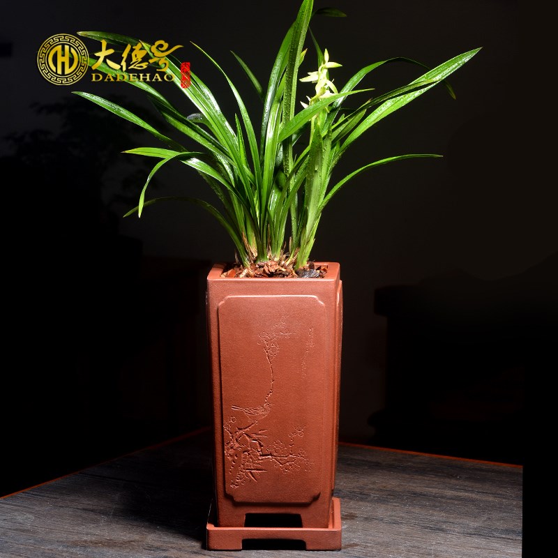 奎面四方形紫砂兰花盆陶瓷透气盆栽绿植带托盘兰草吊篮兰花盆专用