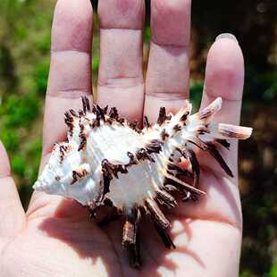 新款直销好货海螺贝壳黑菊花寄居蟹壳卷贝鱼水族造景家居摆件儿童