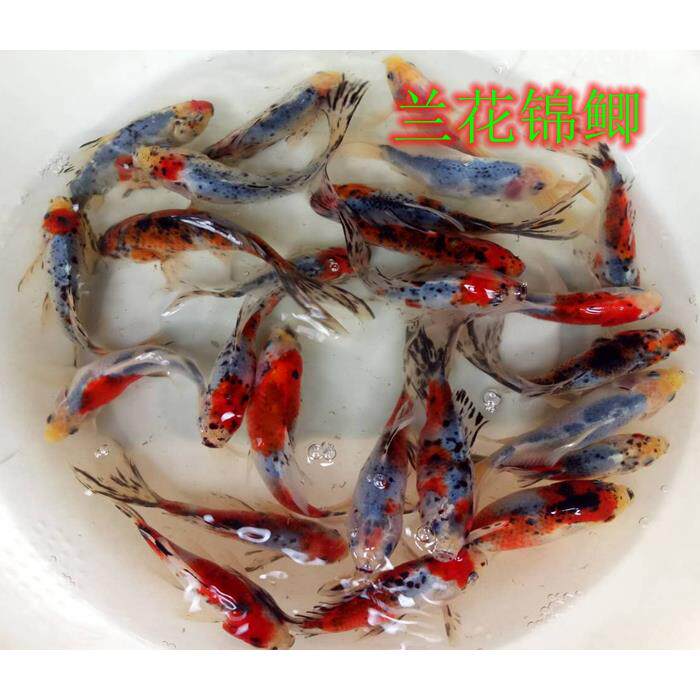 兰花锦鲫鱼观赏鱼锦鲤练手冷水鱼易养耐活小型鱼淡水鱼花色草金鱼