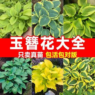 玉簪花苗观叶观花植物庭院地栽盆栽喜阴耐寒花叶青叶玉簪当年开花