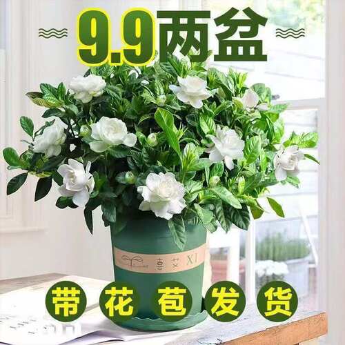 栀子花水培盆栽带苞浓香驱蚊