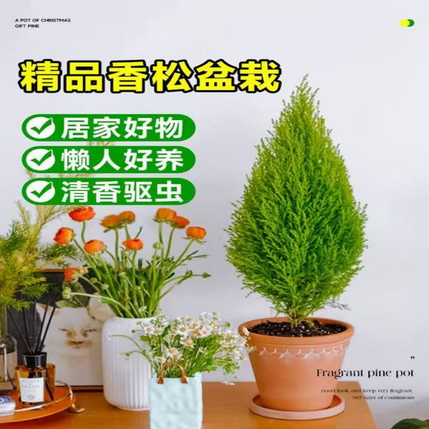 香冠柏小香松盆栽植物圣诞树盆景四季绿植办公室内好养香柏香味