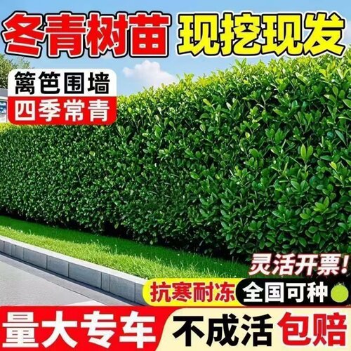 冬青树苗室外绿化植物围墙篱笆苗