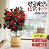 山茶花树苗庭院大型耐冬香妃茶花四季 常青耐寒花卉植物庭院风景树